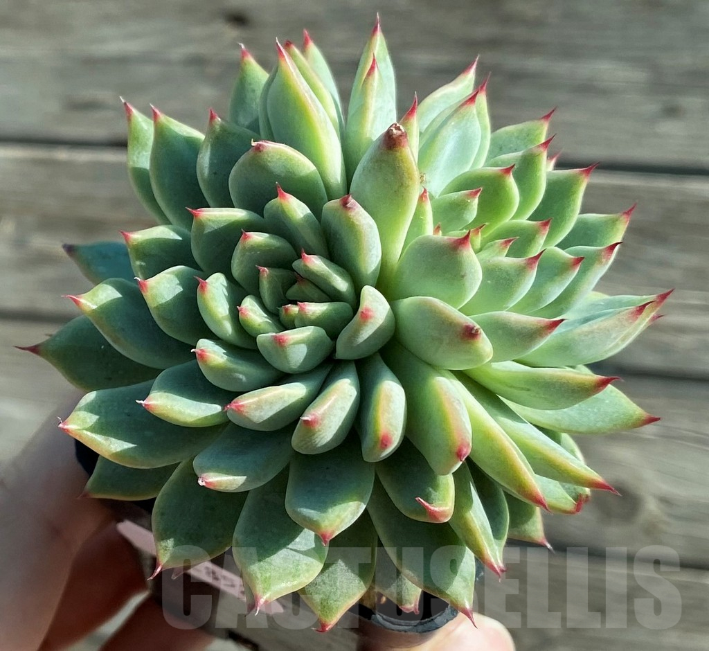 SH12852 Echeveria colorata - Image 2