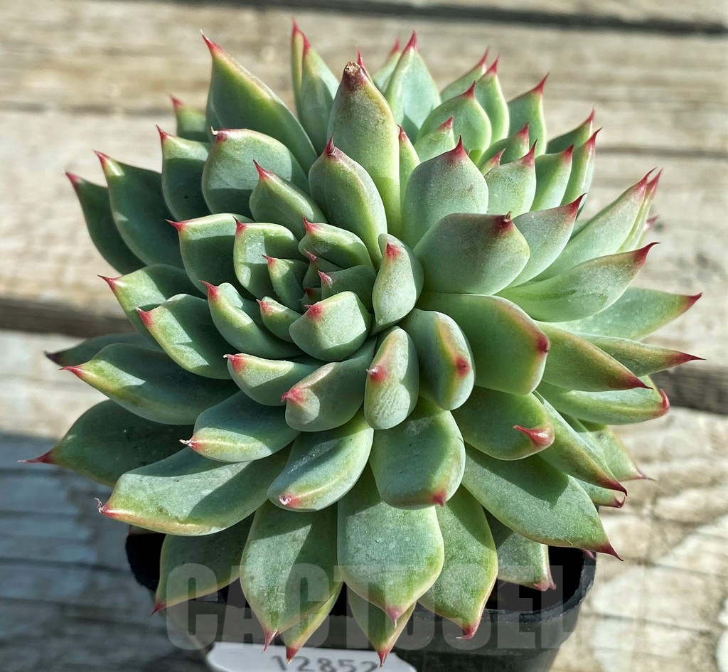 SH12852 Echeveria colorata - Image 3