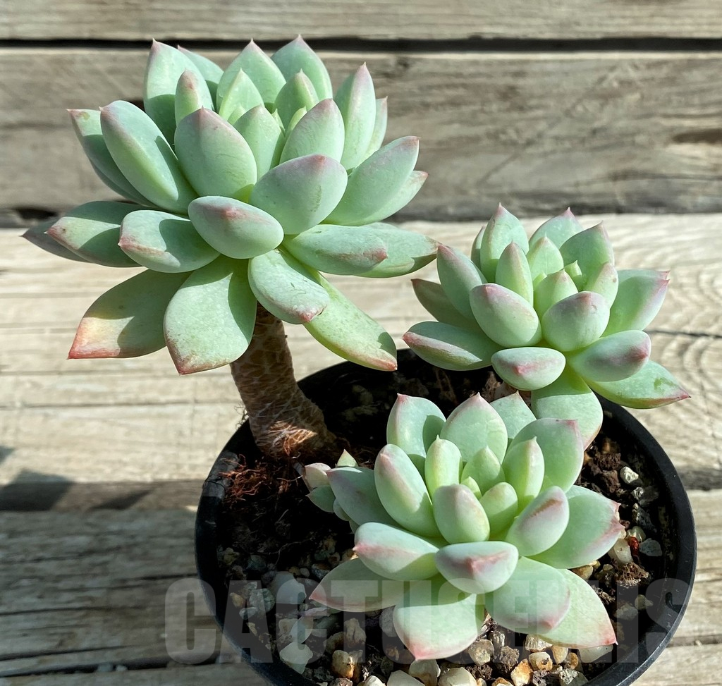 SH12929 Graptoveria 'Moonglow'