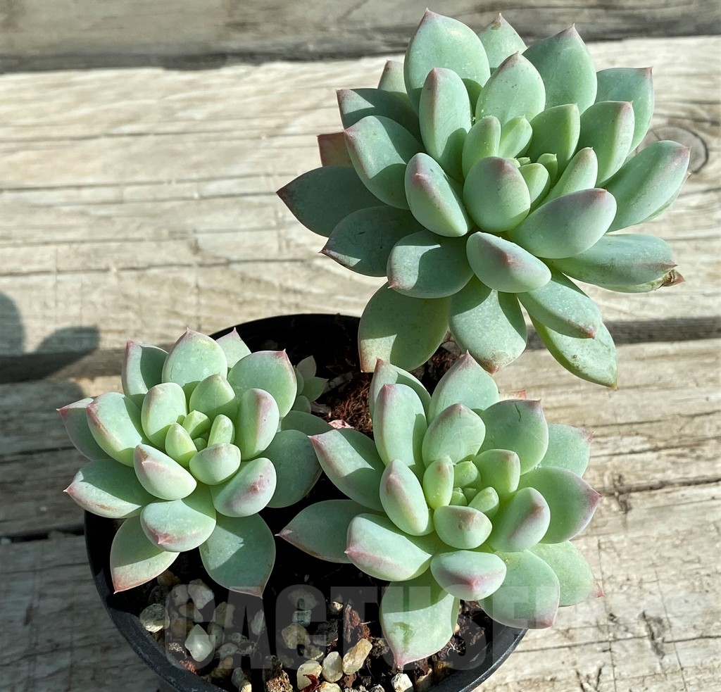 SH12929 Graptoveria 'Moonglow' - Image 2