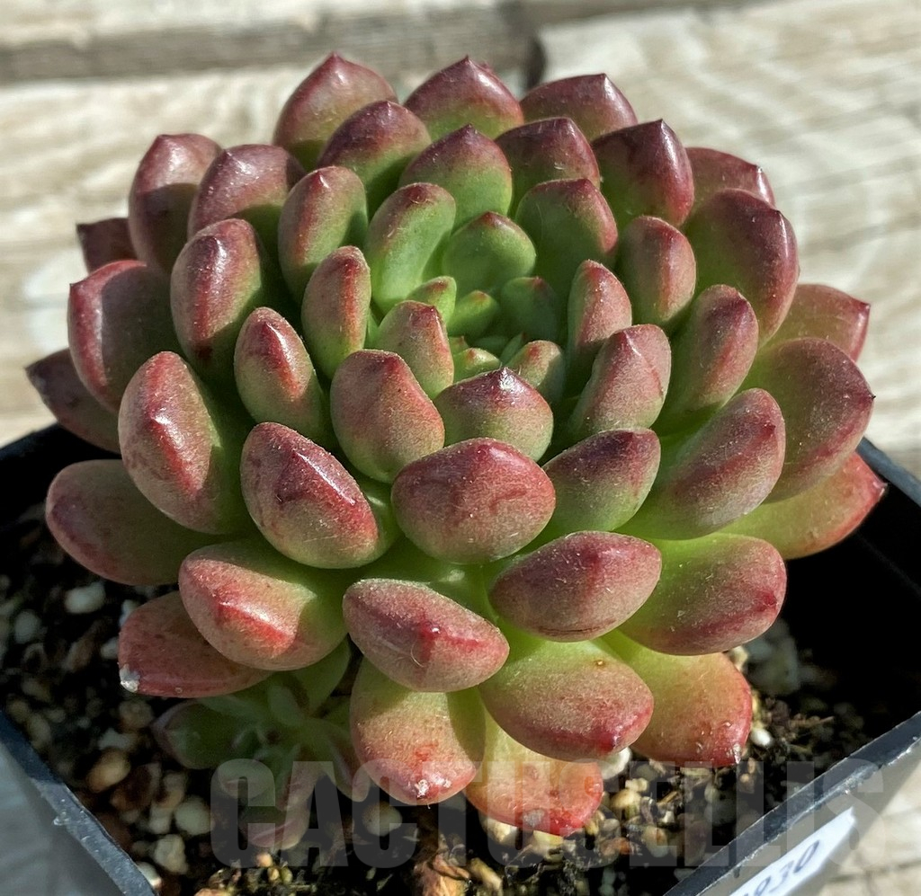 SH12930 Sedeveria ‘Pink Ruby’ - Image 2