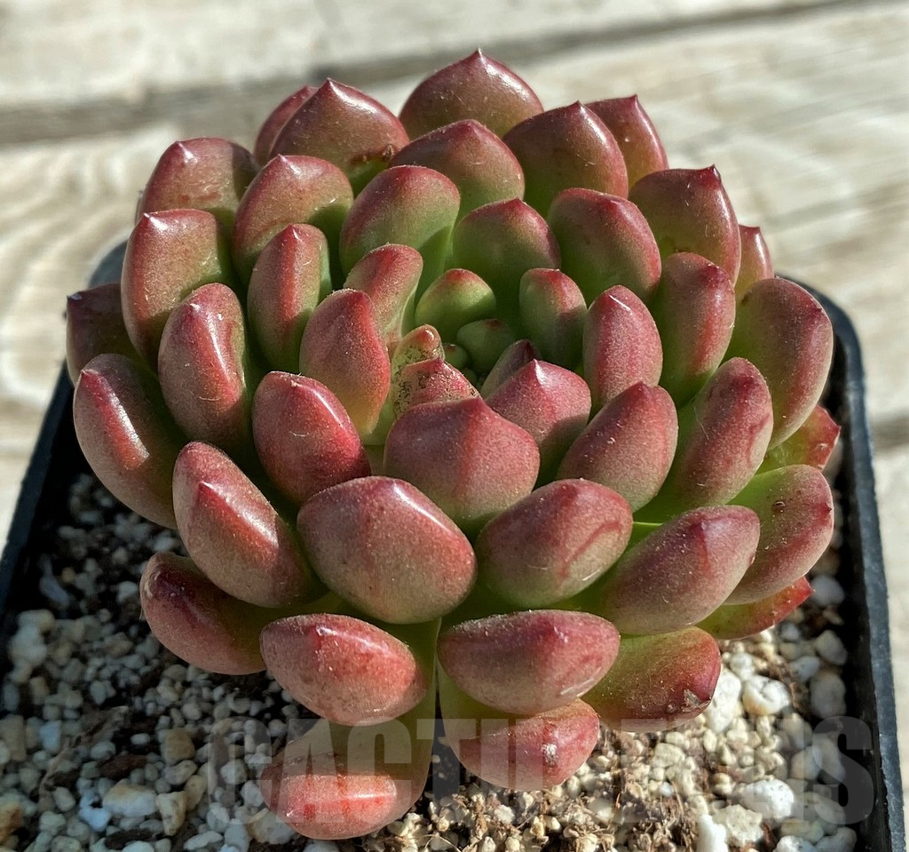 SH12931 Sedeveria ‘Pink Ruby’ - Image 2