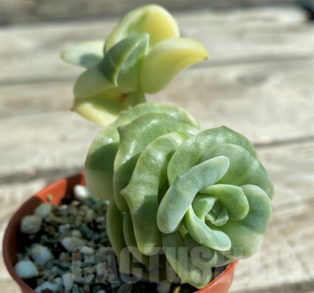 SH12932 Echeveria ‘Lovely Rose’ f. variegata - Image 2