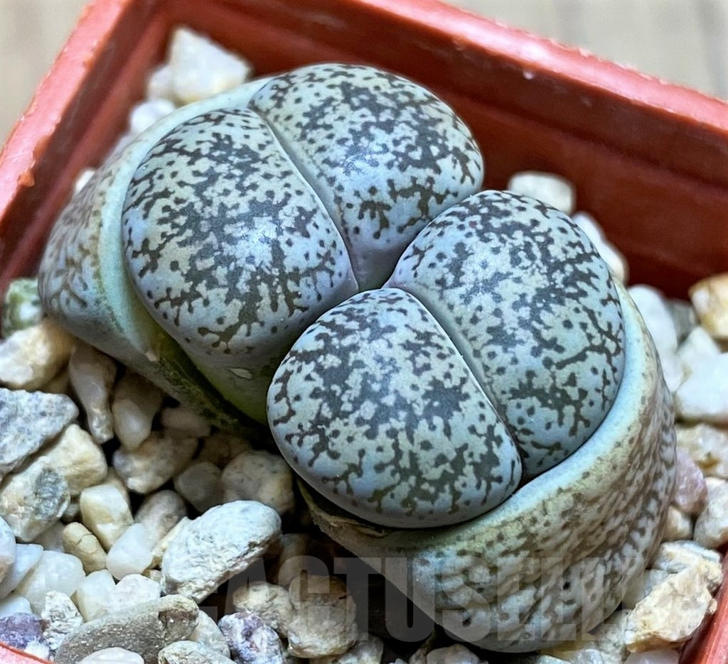 SH13056 Lithops lesliei v. venteri