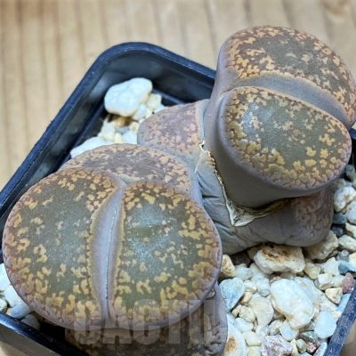 SH13109 Lithops aucampiae