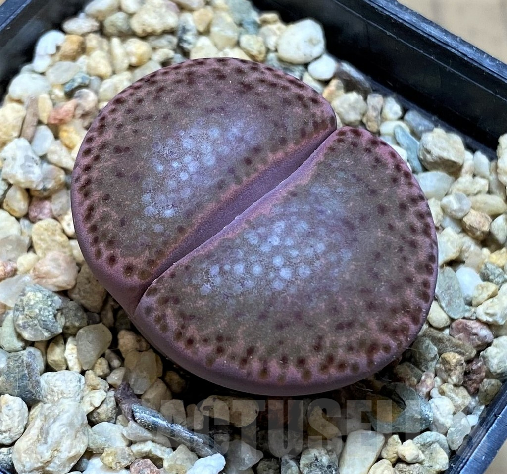 SH13114 Lithops bromfieldii v. glaudinae 'Embers' C393A