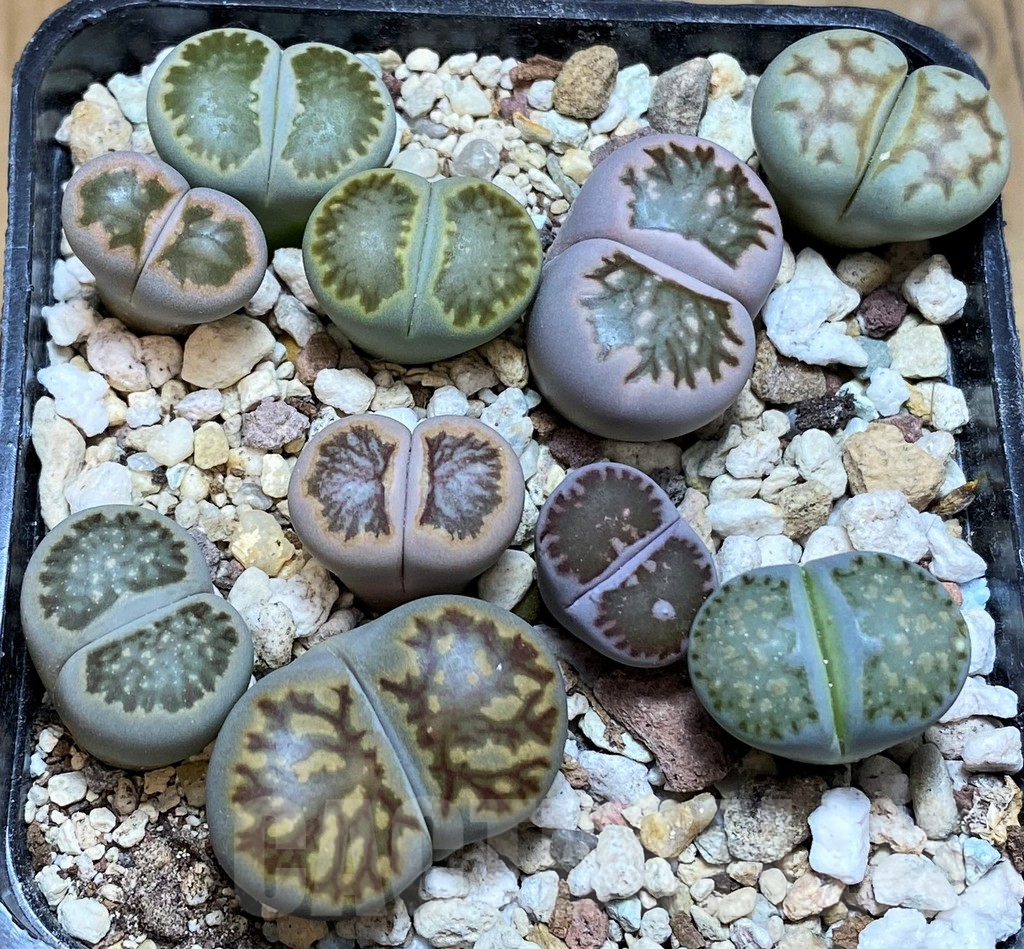 SH13124 Lithops mix