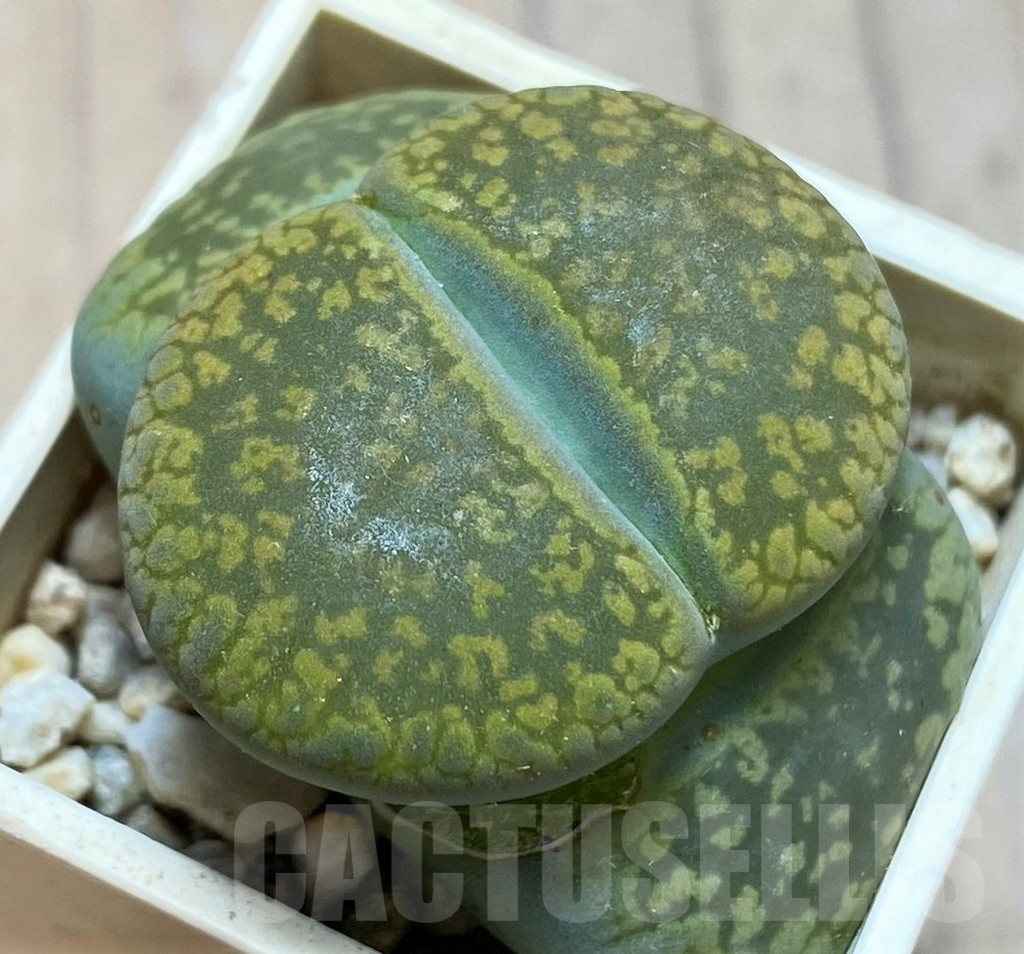 SH13052 Lithops aucampiae 'Jackson's Jade' C395
