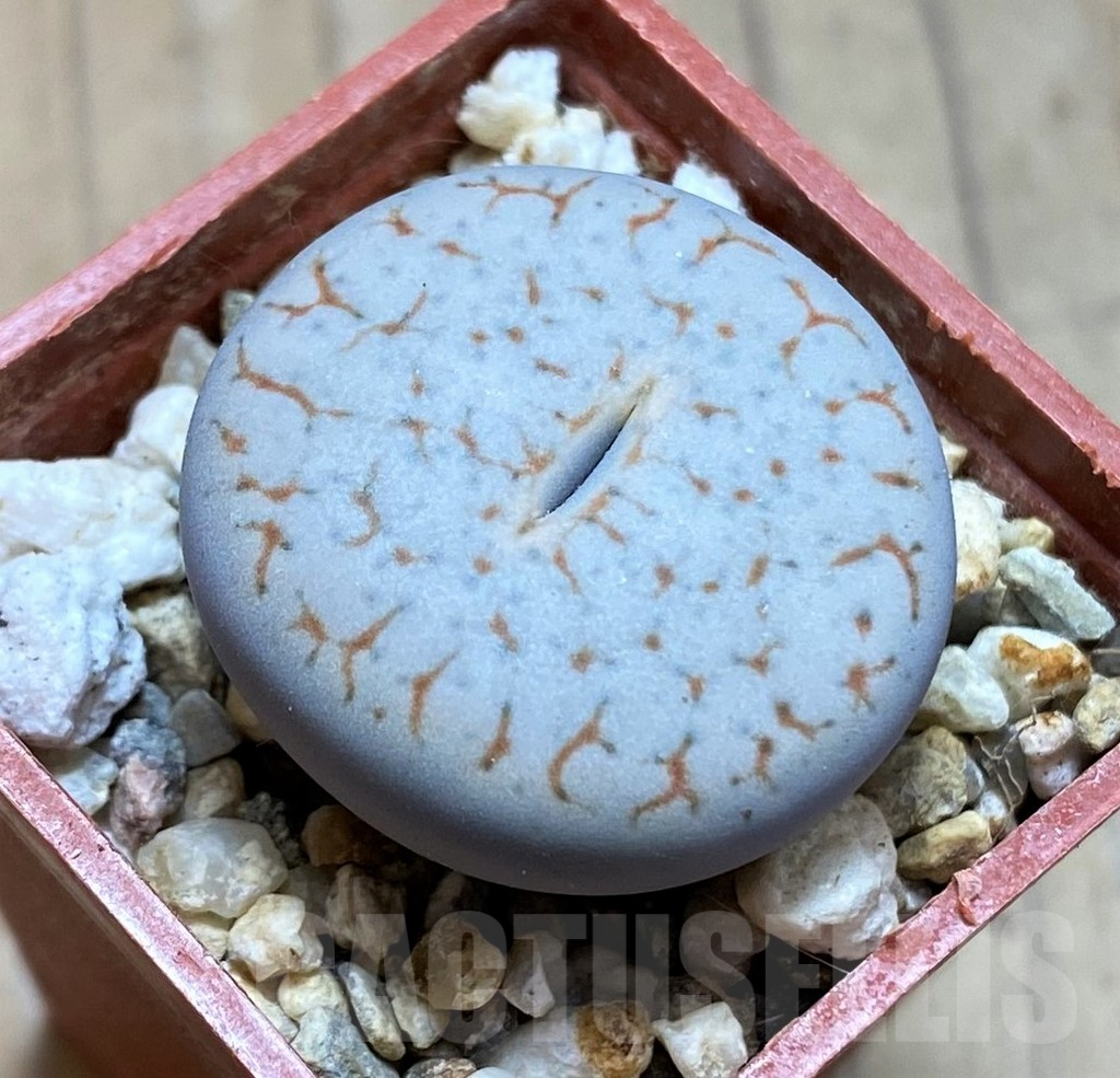 SH13062 Lithops pseudotruncatella ssp. volkii