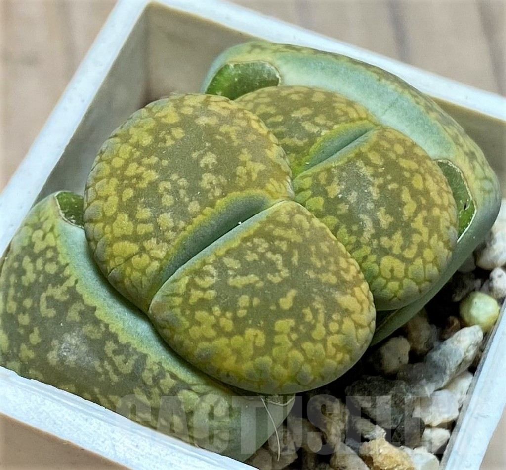 SH13065 Lithops aucampiae ‘Jackson’s Jade’ C395