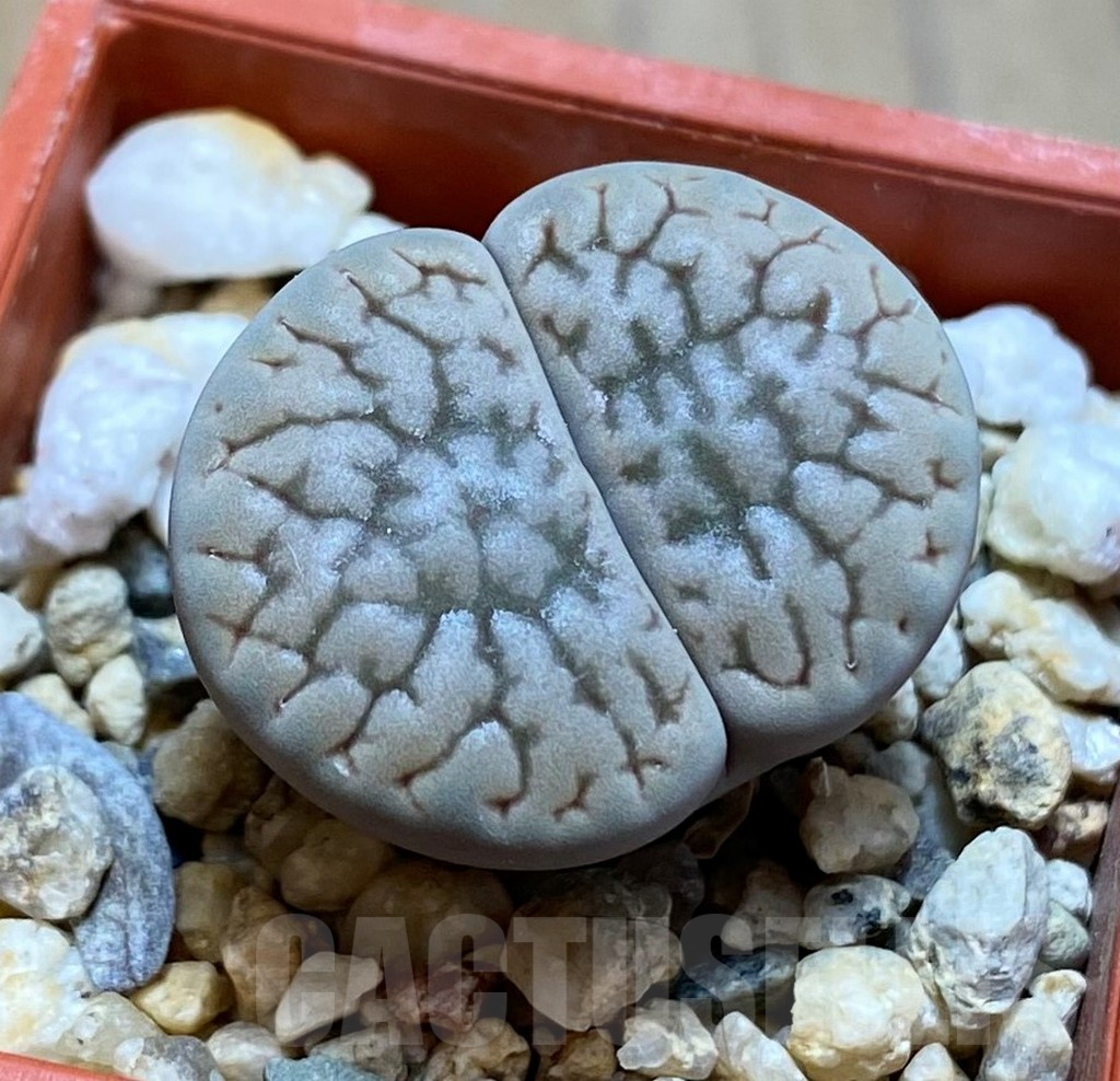SH13068 Lithops hookeri v. susannae C091