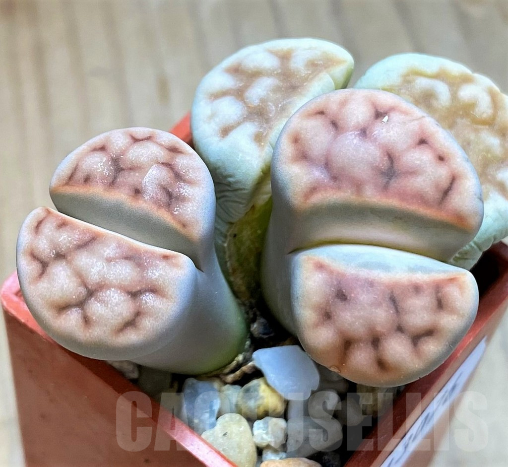 SH13076 Lithops karasmontana v. erniana