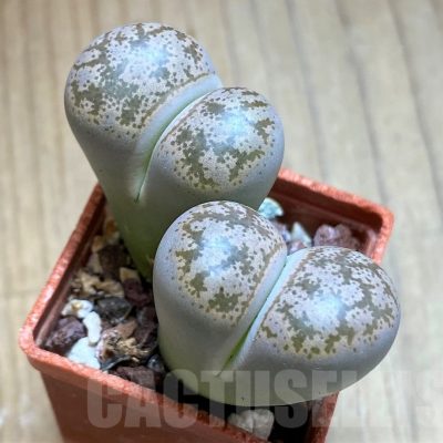 SH13077 Lithops coleorum