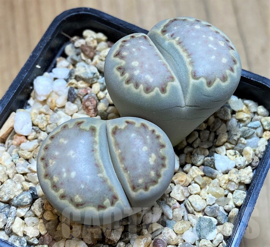 SH13096 Lithops julii v. fulleri