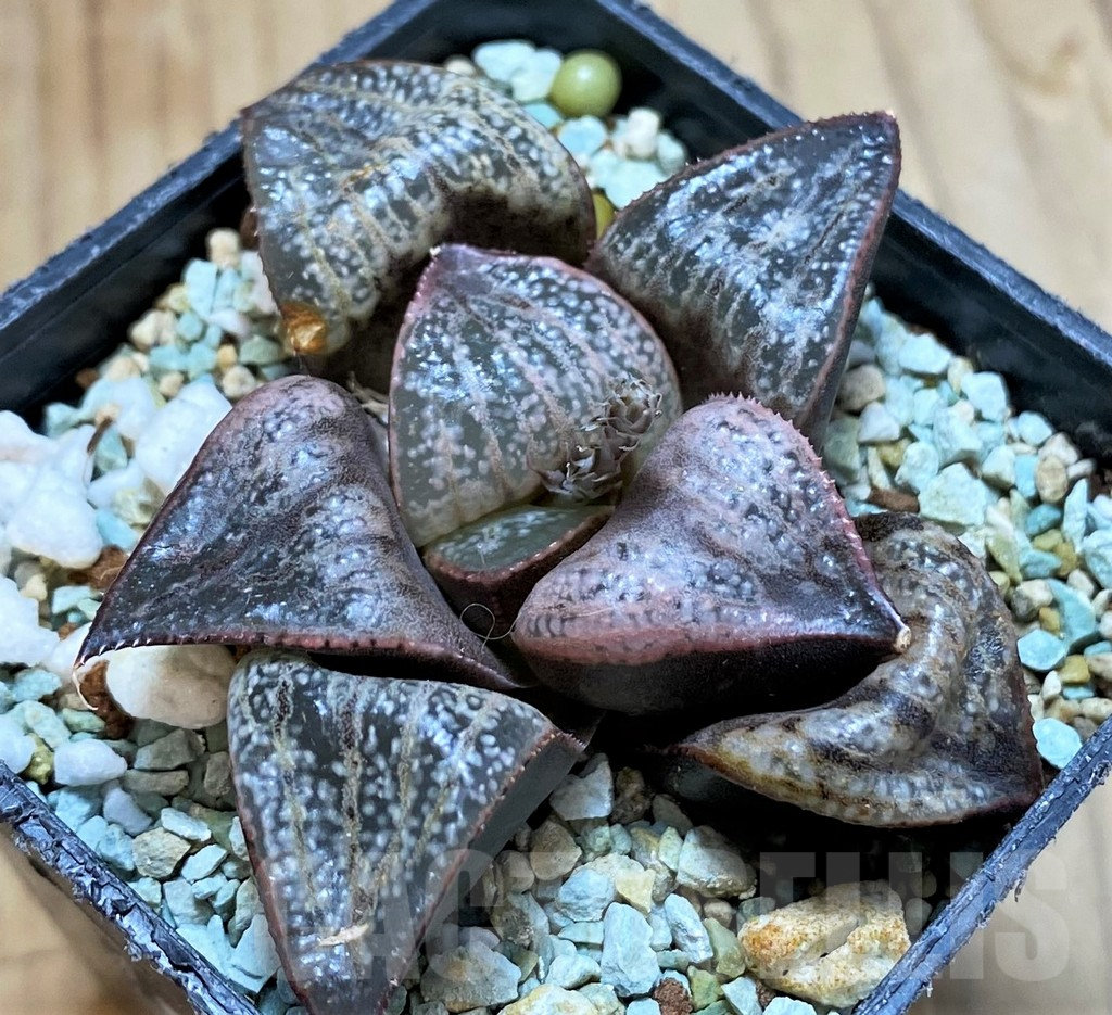 SH13160 Haworthia 'Sunflower' - Image 3