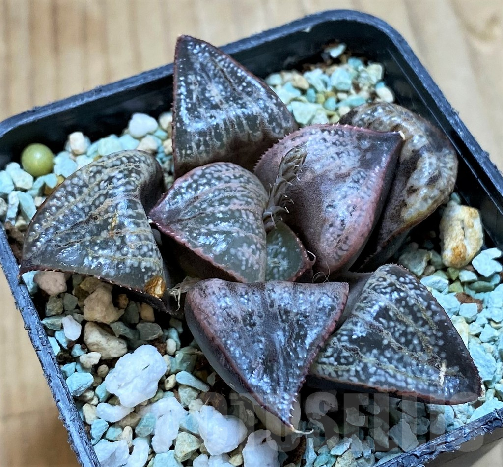 SH13160 Haworthia 'Sunflower' - Image 2
