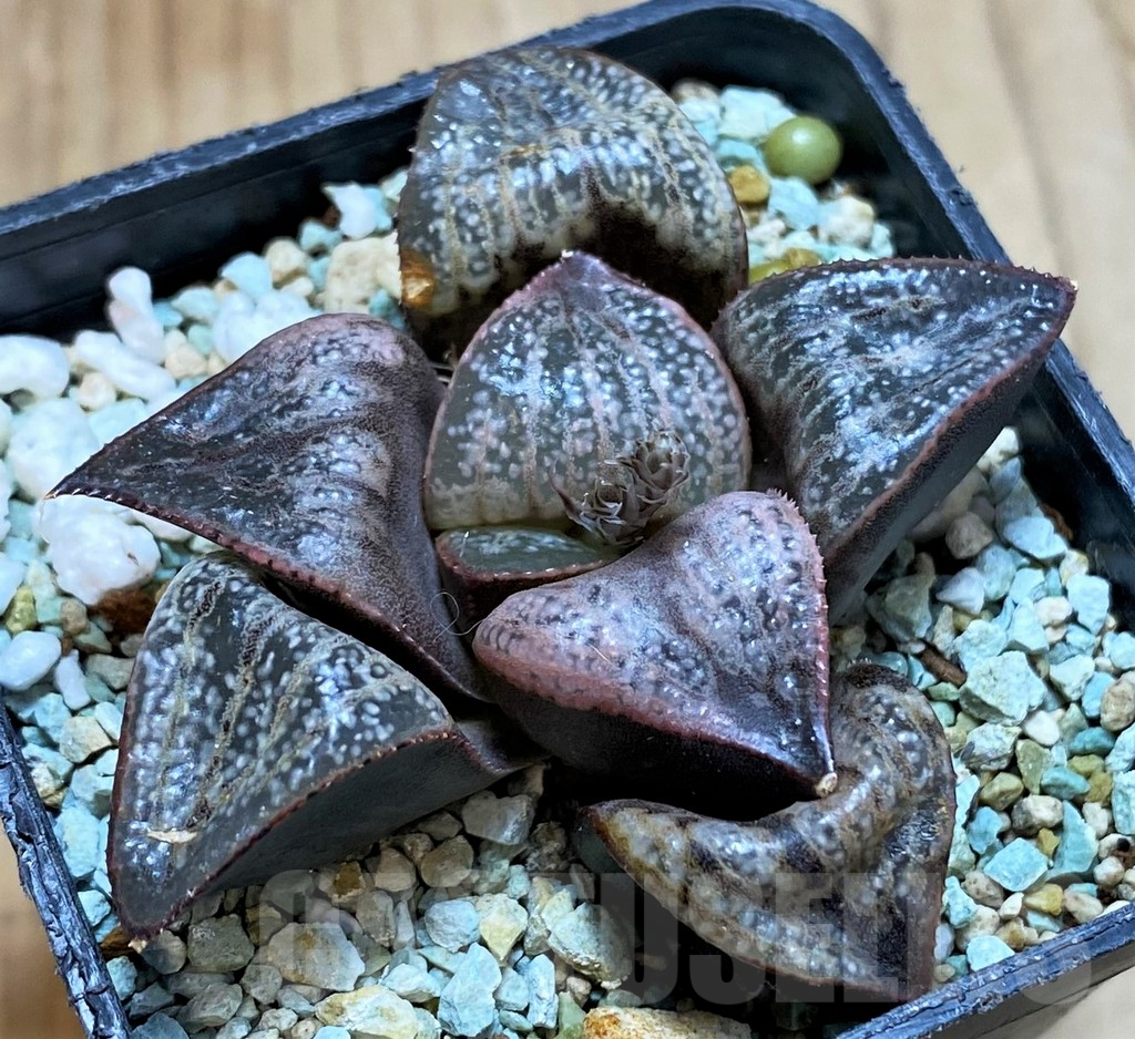 SH13160 Haworthia 'Sunflower'