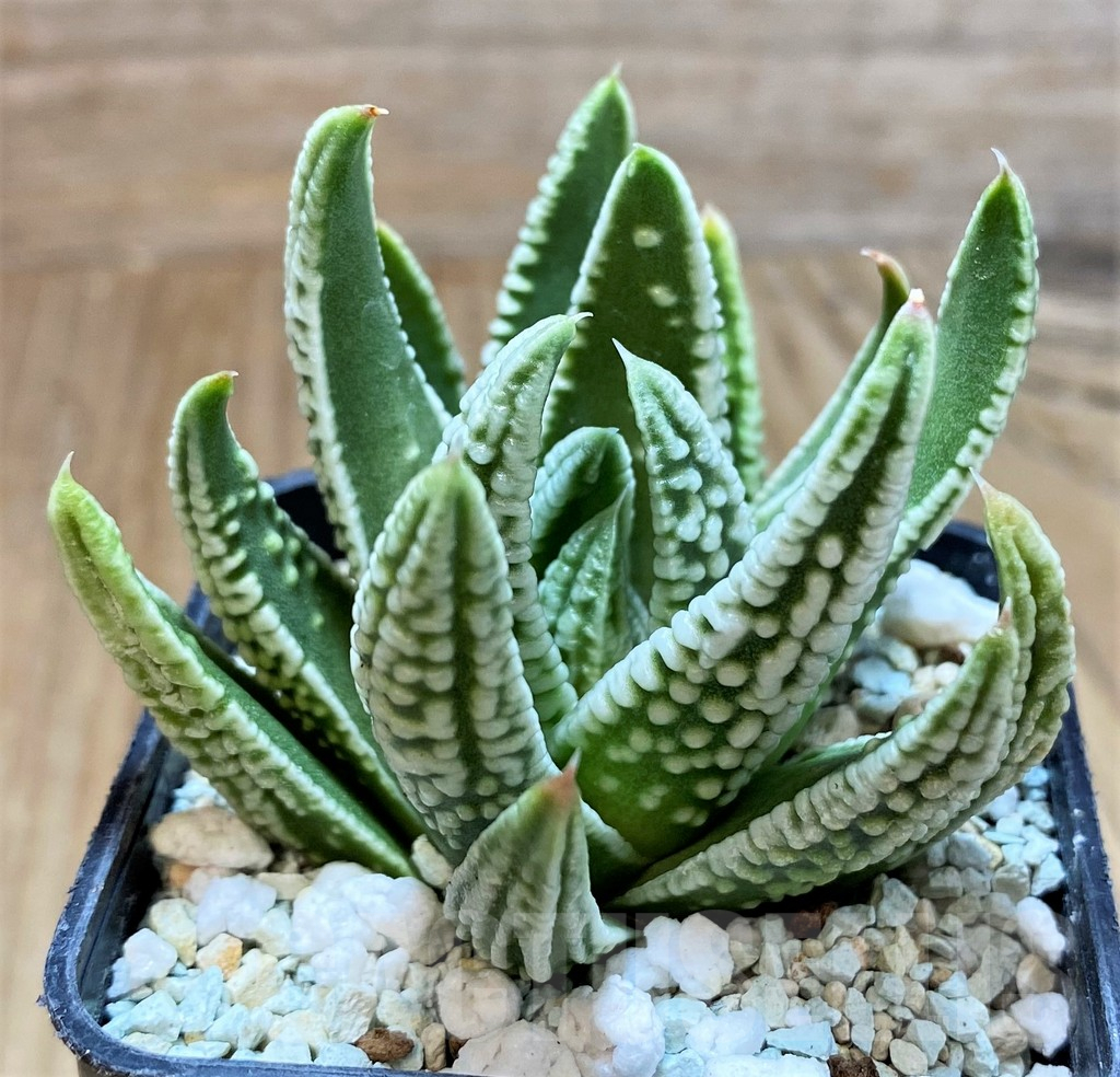 SH13163 Haworthia pumila 'Emperor' - Image 2