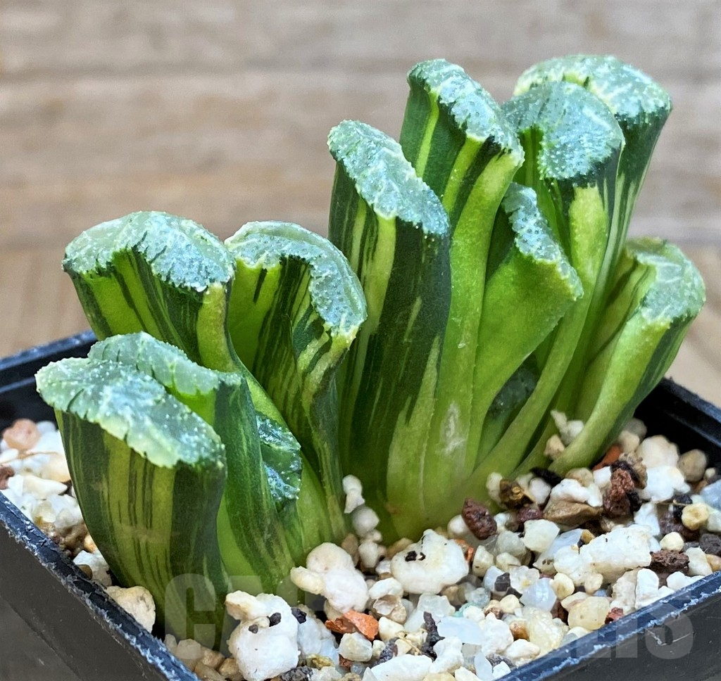 SH13168 Haworthia truncata f. variegata -Japan-