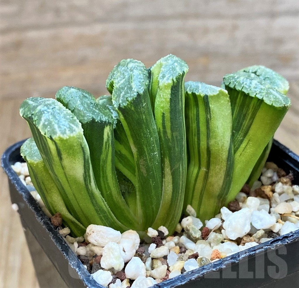 SH13168 Haworthia truncata f. variegata -Japan- - Image 2