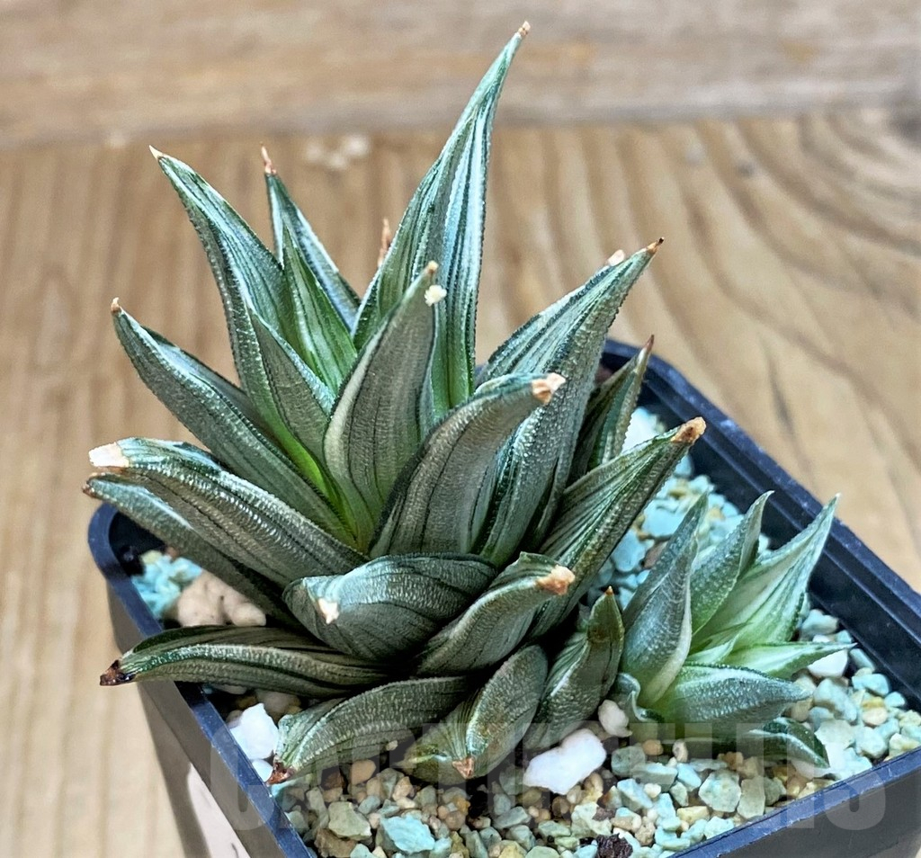 SH13178 Haworthia tortuosa f. variegata