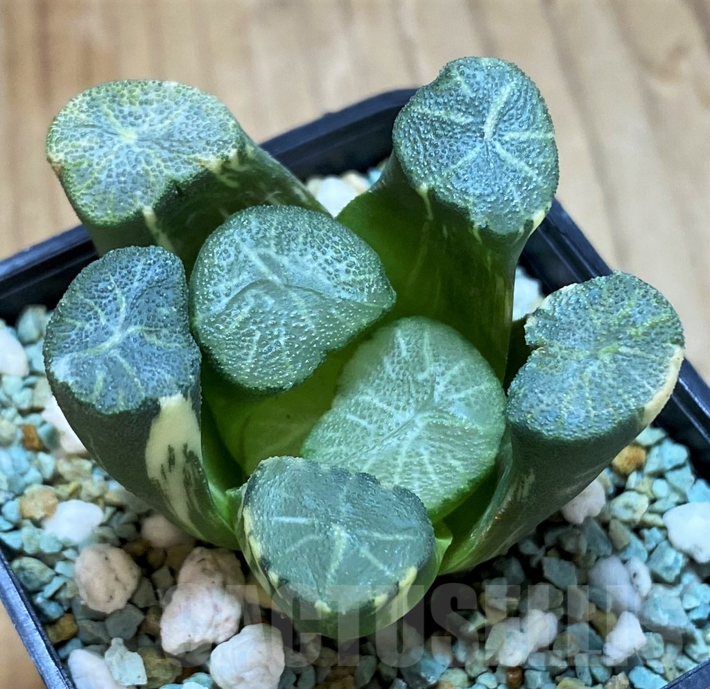 SH13180 Haworthia maughanii f. variegata - Image 3