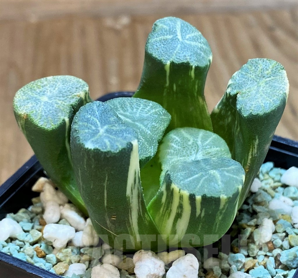 SH13180 Haworthia maughanii f. variegata - Image 2