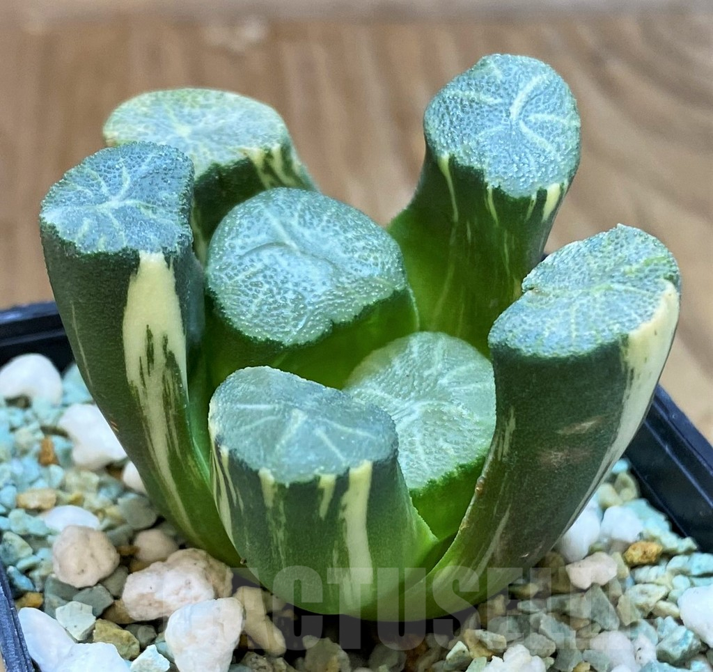 SH13180 Haworthia maughanii f. variegata