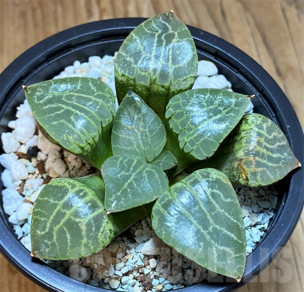 SH13189 Haworthia bayeri ‘Crystal’
