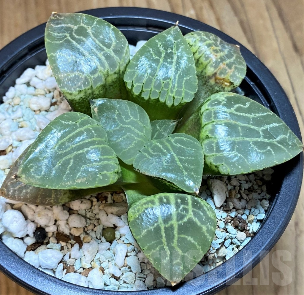 SH13189 Haworthia bayeri ‘Crystal’ - Image 2