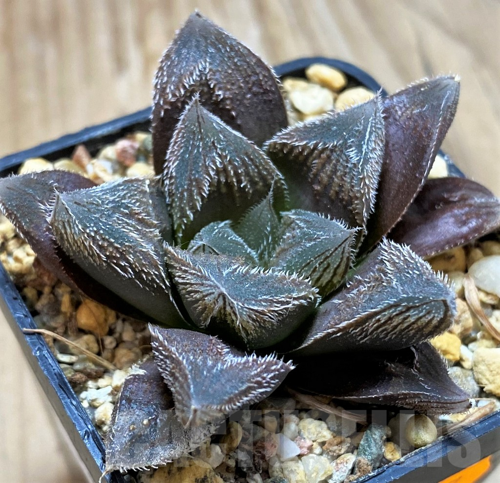 SH13134 Haworthia cooperi v. venusta hybrid - Image 2