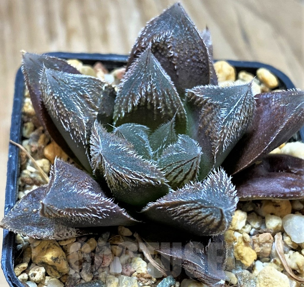 SH13134 Haworthia cooperi v. venusta hybrid