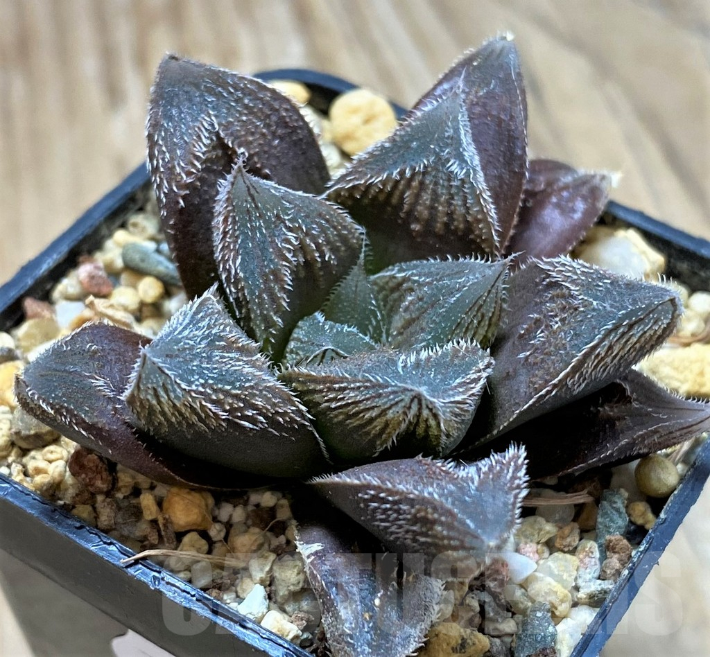 SH13134 Haworthia cooperi v. venusta hybrid - Image 3
