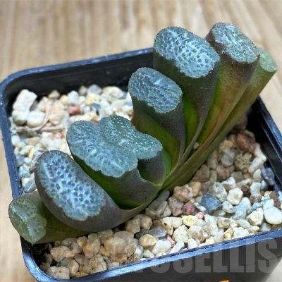 SH13142 Haworthia truncata SH