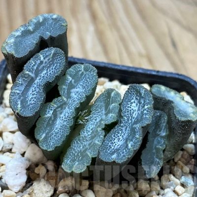 SH13144 Haworthia truncata