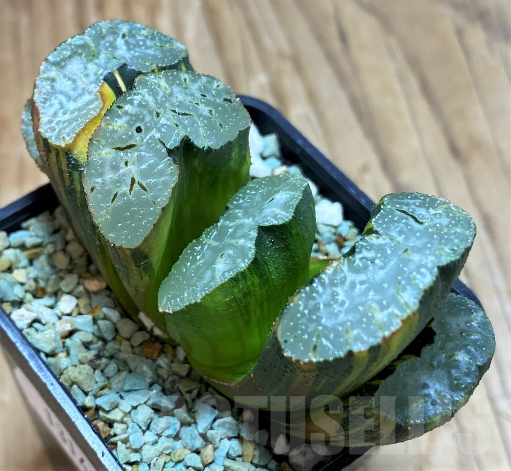SH13149 Haworthia truncata f. variegata -Japan- - Image 2