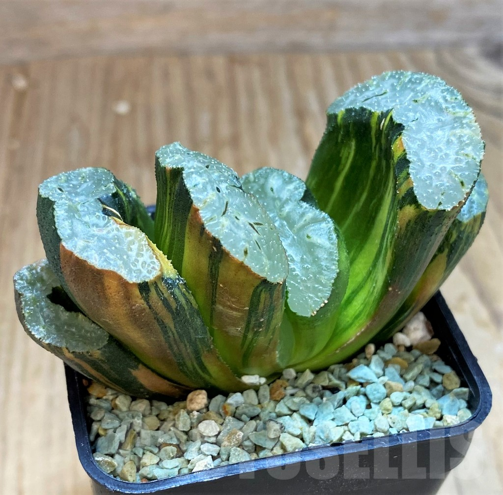 SH13149 Haworthia truncata f. variegata -Japan-