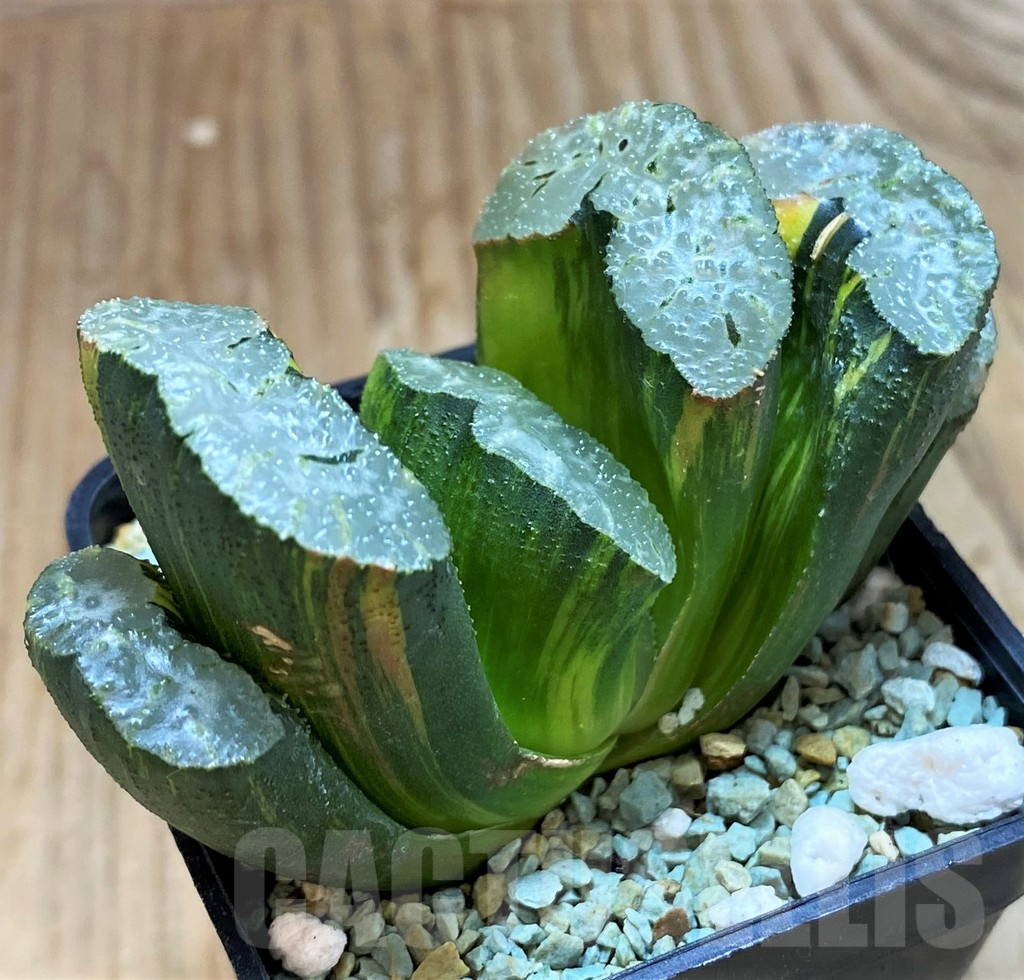 SH13149 Haworthia truncata f. variegata -Japan- - Image 3