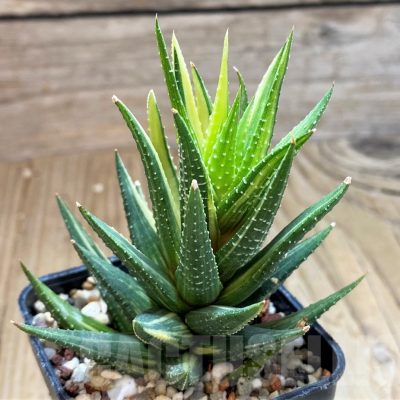 SH13150 Haworthia reinwardtii hybrid f. variegata