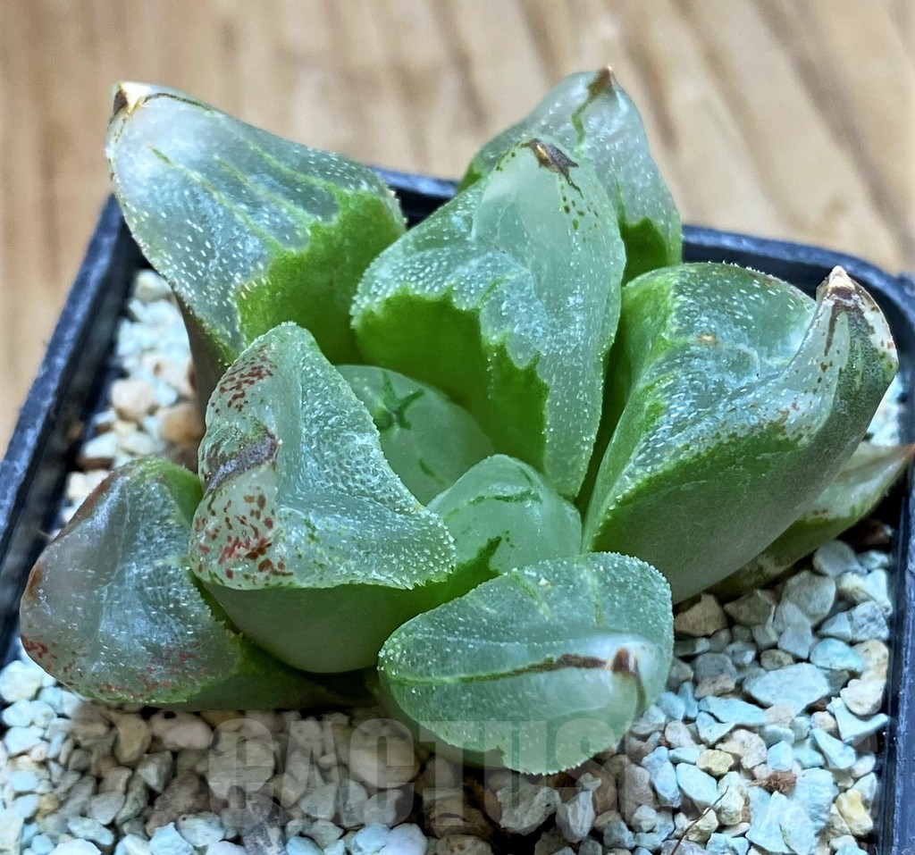 SH13152 Haworthia ‘Ice City’