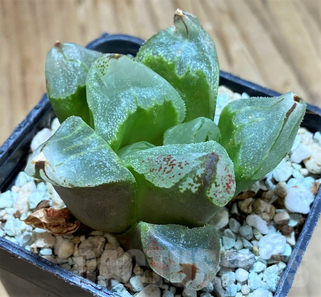 SH13152 Haworthia ‘Ice City’ - Image 2