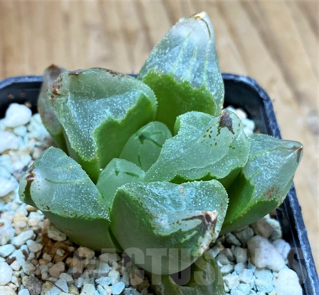 SH13152 Haworthia ‘Ice City’ - Image 3