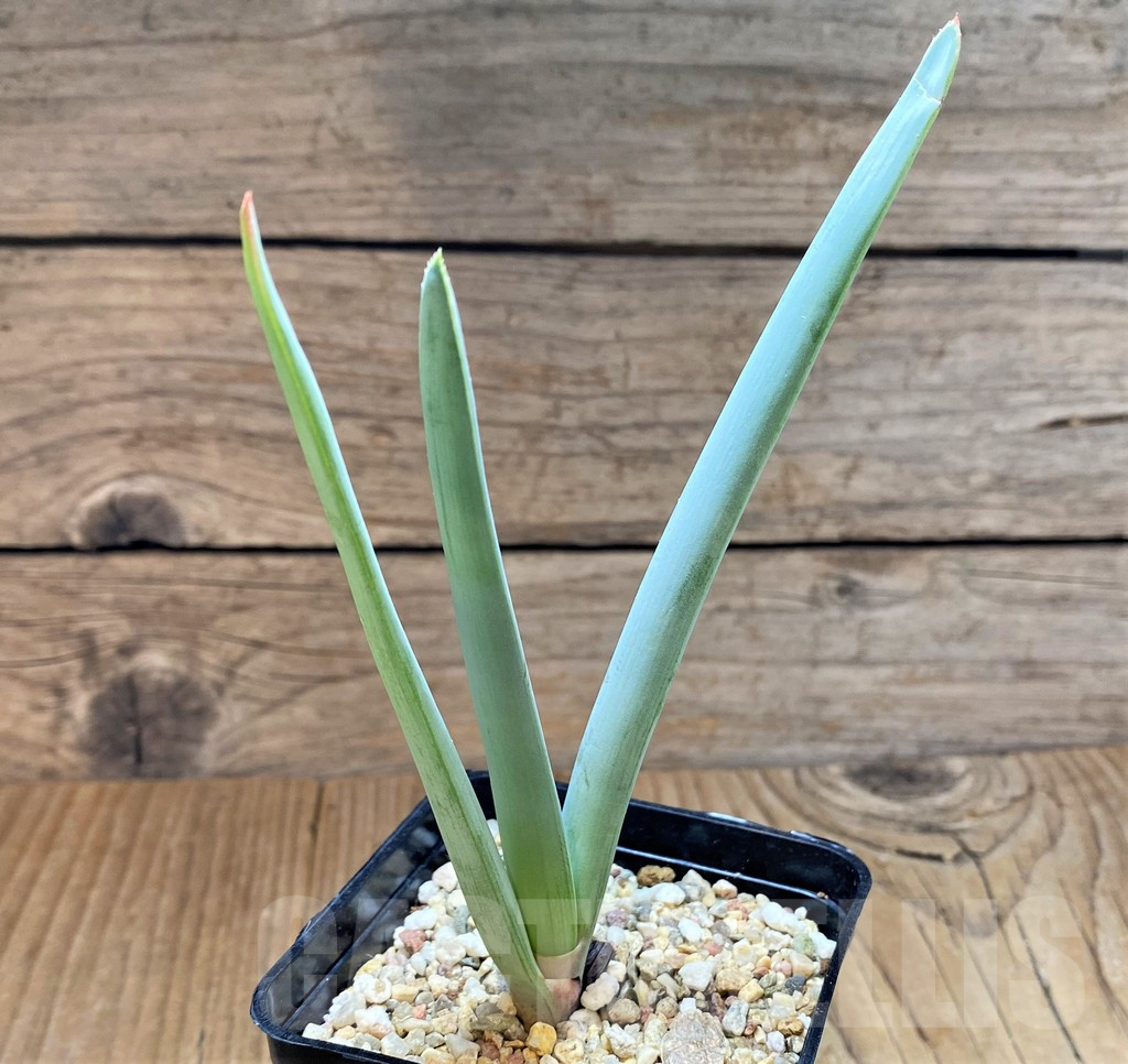 SH13294 Aloe plicatilis