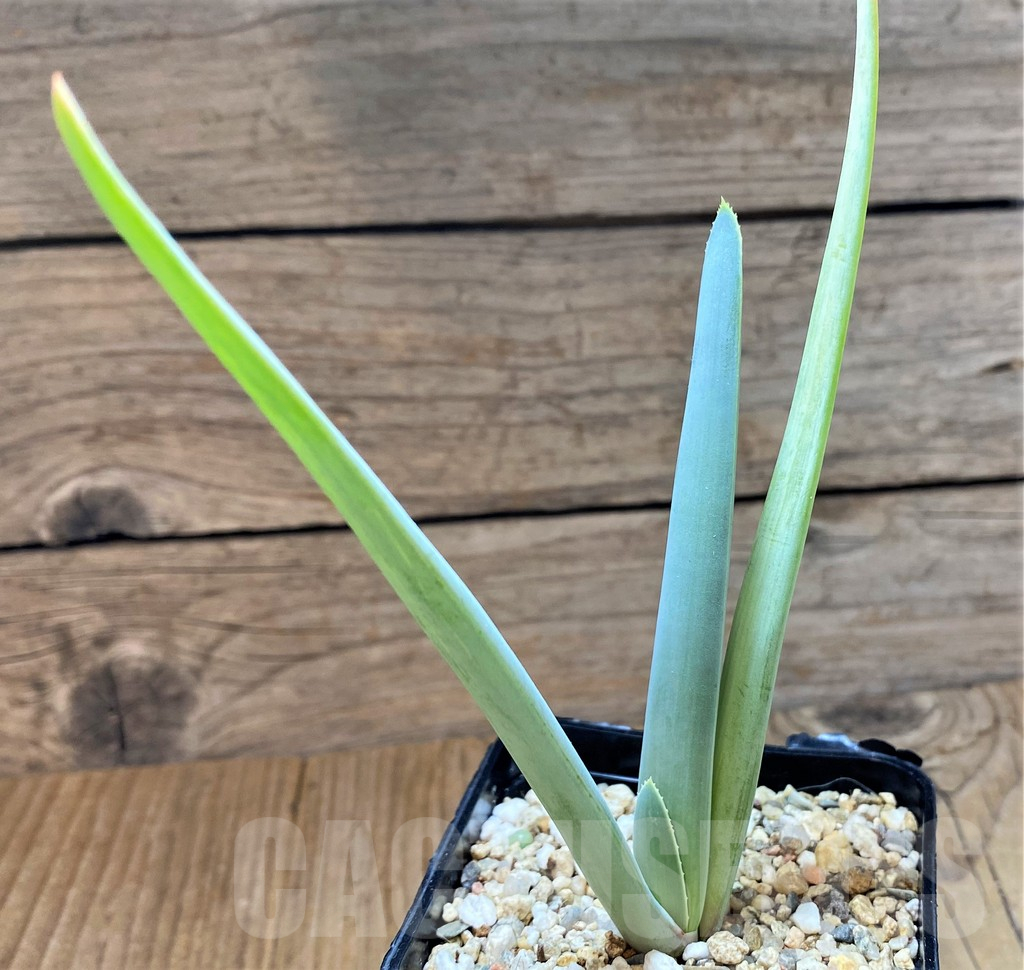 SH13295 Aloe plicatilis