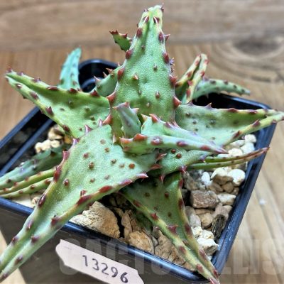 SH13296 Aloe castilloniae