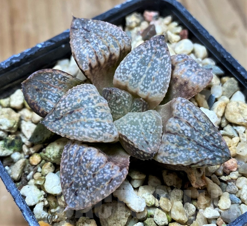 SH13300 Haworthia picta -Japan-