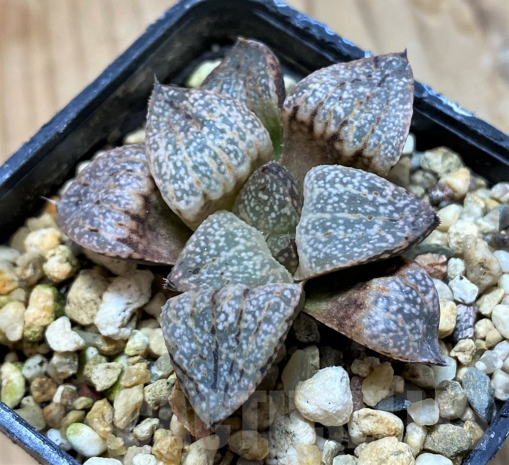 SH13300 Haworthia picta -Japan- - Image 2