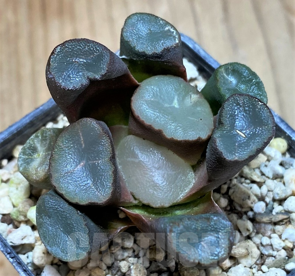SH13302 Haworthia maughanii -Japan-
