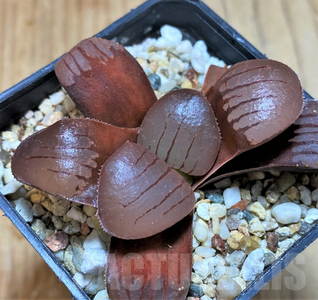 SH13303 Haworthia springbokvlakensis