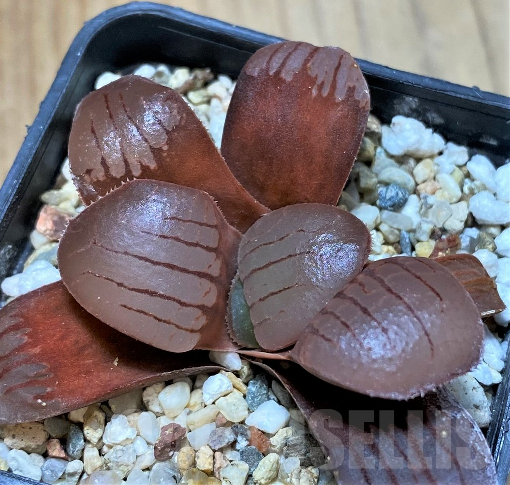 SH13303 Haworthia springbokvlakensis - Image 2
